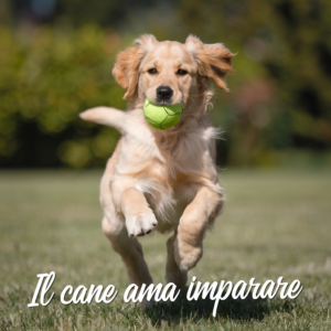 Pacchetto 10 lezioni, educazione cani (Per Soci)