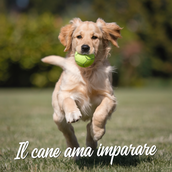 Pacchetto 10 lezioni, educazione cani (Per Soci)